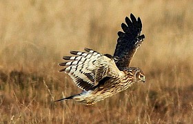 Hen Harrier Ross of Mull