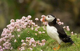 puffin on lunga, treshnish isles