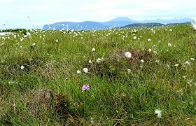 Wild flowers in abundance Tireragan