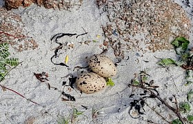 Oystercatchers next on the beach at Traigh Ghael