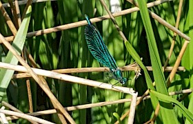 Dragonflies are prolific