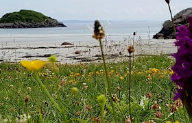 Machair at Traigh Ghael beach