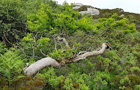 Ancient oak at Tireragan