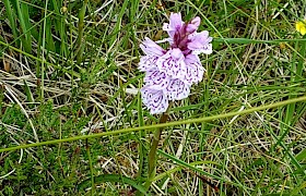 Orchids are everywhere in Tereragan