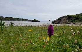 Orchids in the machair at Traigh Ghael beach