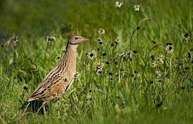 Corncrake on Iona by Nigel Spencer