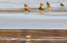 Bird life on the Shore at Ardalanish Beach