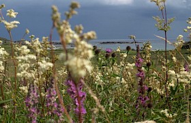 Wild flower machair at Ardalanish Beach