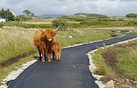 Read Highland Cows on the path
