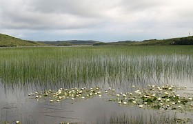 Lilies which can now be easily seen from the path